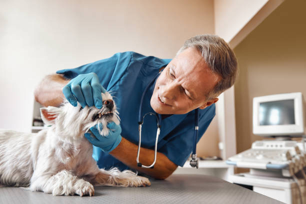 Best Emergency Dental Services for Seniors in Princeton, TX